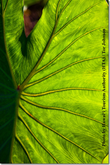 Photo of a leaf by Hawai'i Tourism Authority (HTA)/Tor Johnson